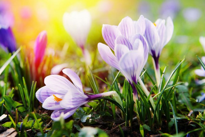 Посадка тюльпанов осенью по лунному календарю 2021 для Московской области