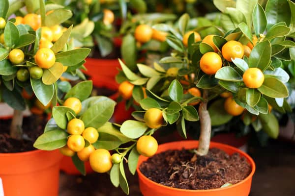Посадить, вырастить и ухаживать за апельсином дома