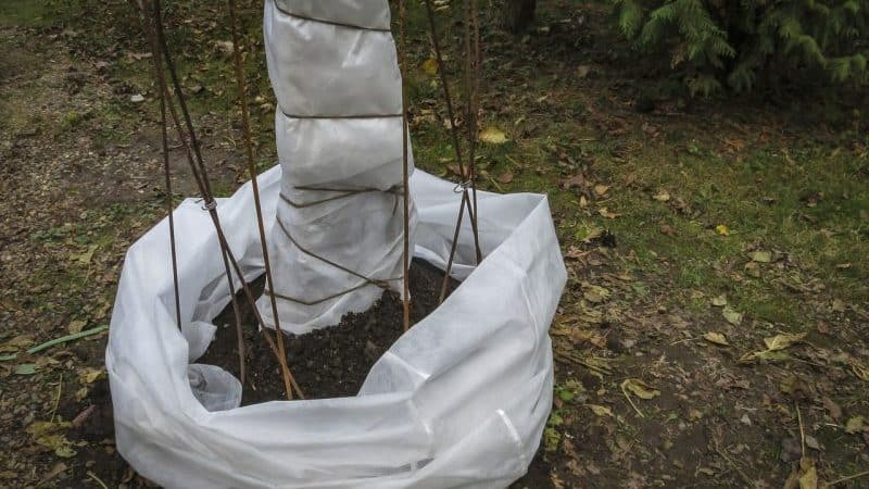Пошаговая инструкция, как укрыть инжир на зиму и подготовить дерево к холодам