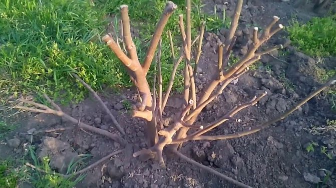 Пошаговая инструкция, как укрыть инжир на зиму и подготовить дерево к холодам