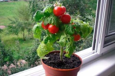 Пошаговое выращивание помидоров черри на балконе