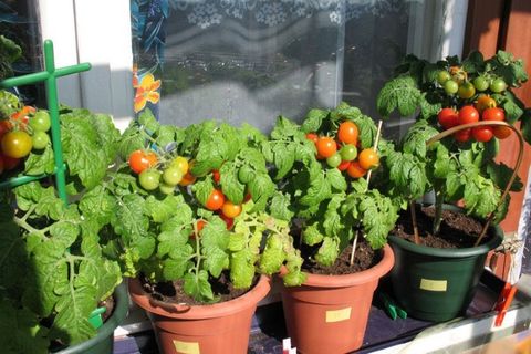 Пошаговое выращивание помидоров черри на балконе