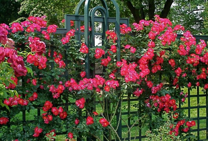Пошаговая инструкция изготовления опор для плетистых роз и подвязывания к ним растения. Фотографии и советы по уходу