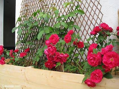 Пошаговая инструкция изготовления опор для плетистых роз и подвязывания к ним растения. Фотографии и советы по уходу