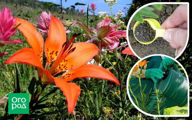 Правила подкормки лилий весной, летом и осенью: лучшее удобрение