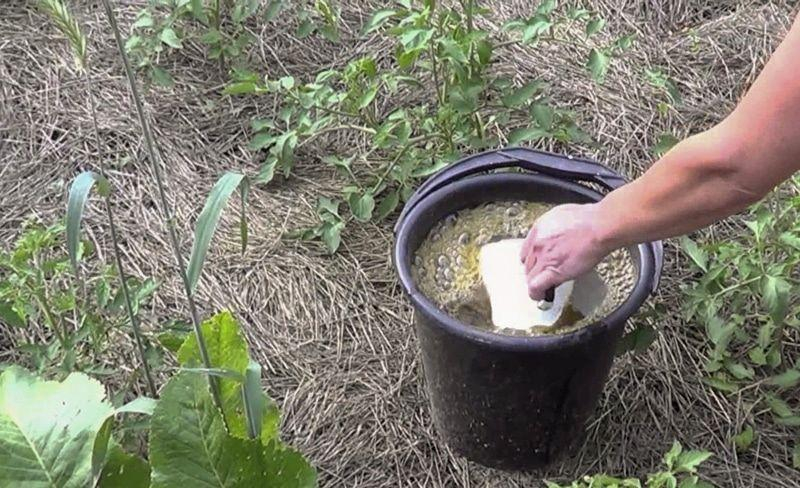 Правила подкормки томатов дрожжами и как сделать удобрение своими руками
