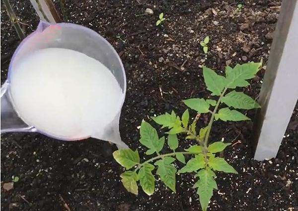 Правила подкормки томатов дрожжами и как сделать удобрение своими руками