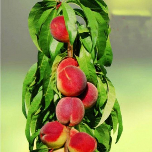 Правила выращивания и ухода за колоновидными персиками