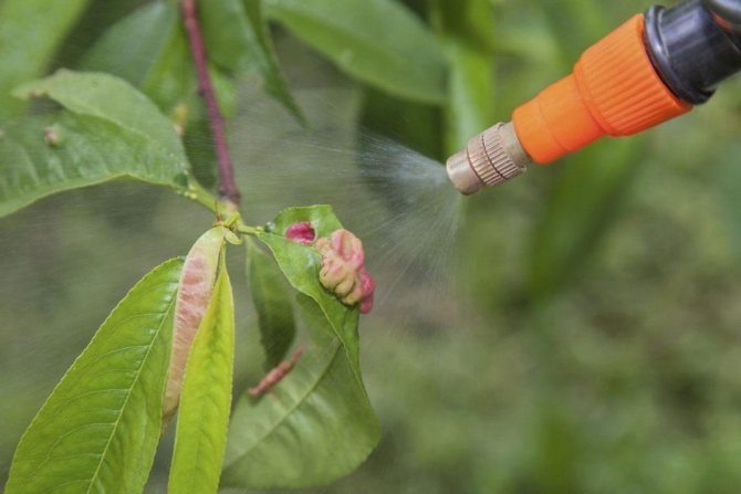 Правила выращивания и ухода за колоновидными персиками