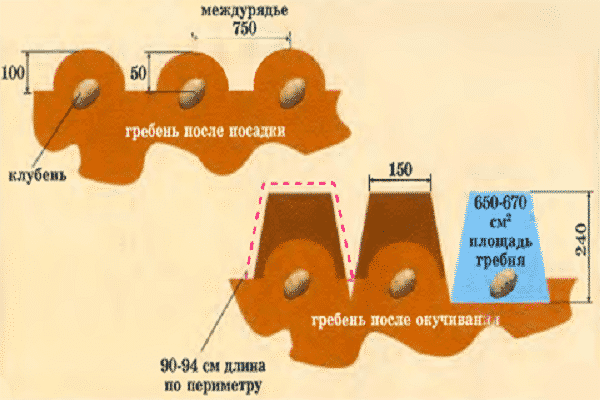 Голландский способ посадки картофеля схема посадки