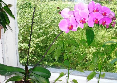 Правильный полив орхидеи во время цветения – залог красоты и здоровья изящного растения