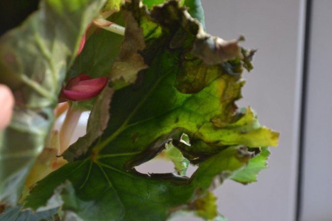 причина слипания листьев у комнатных растений и борьба с болезнью