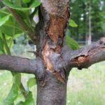 причины и что делать, если трескается кора на груше, как спасти дерево