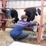 причины и что делать, если корова брыкается во время дойки, как ее запутать