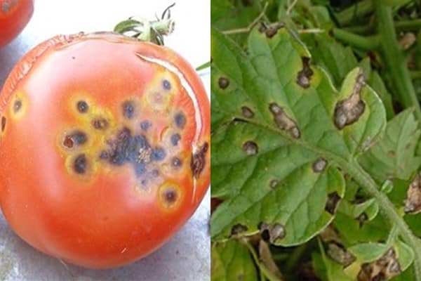 причины и лечение альтернариоза томатов