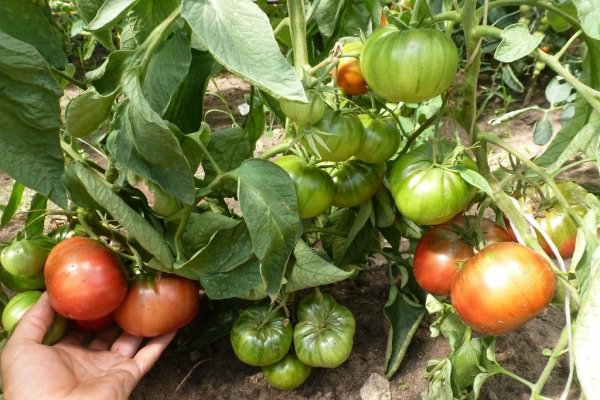 причины и лечение альтернариоза томатов