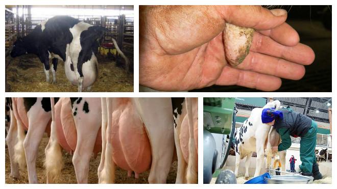причины и симптомы гнойного мастита у коров, препараты для лечения