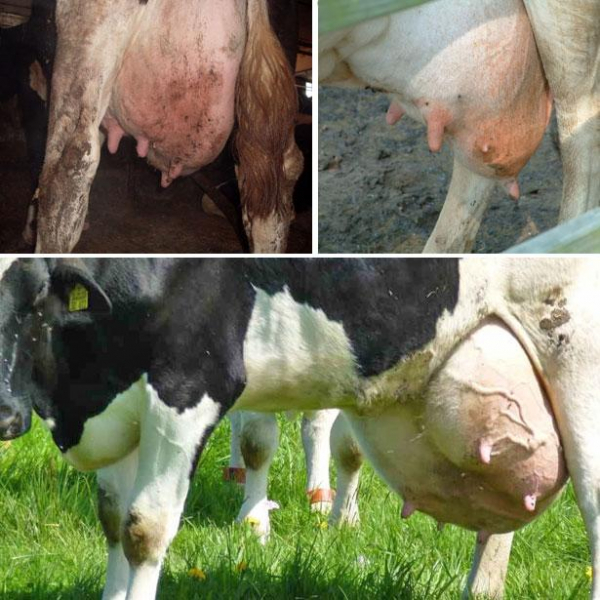 причины и симптомы гнойного мастита у коров, препараты для лечения