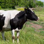 причины и симптомы кетоза у коров, схемы лечения крупного рогатого скота в домашних условиях