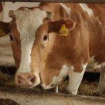 причины и симптомы кетоза у коров, схемы лечения крупного рогатого скота в домашних условиях