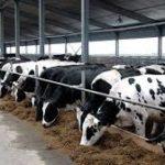 причины, симптомы и лечение злокачественного катара у крупного рогатого скота