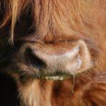 причины, симптомы и лечение злокачественного катара у крупного рогатого скота
