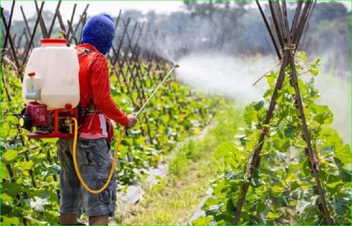 Применение пыли и формула химиката, как пестицид влияет на человека