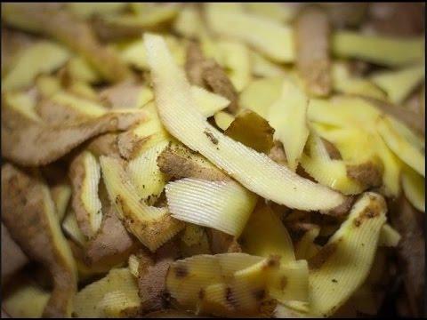 Использование картофельных очистков для смородины в качестве удобрения