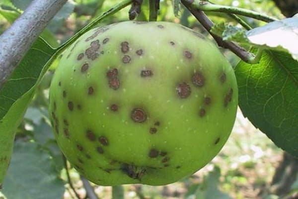 Признаки и лечение парши на яблоне, как бороться лекарствами и народными средствами