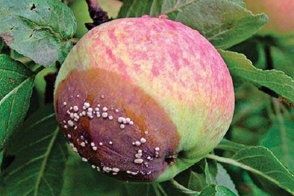 Признаки и лечение парши на яблоне, как бороться лекарствами и народными средствами