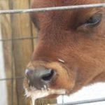 Признаки и причины стоматита у коровы, методы лечения крупного рогатого скота и профилактика