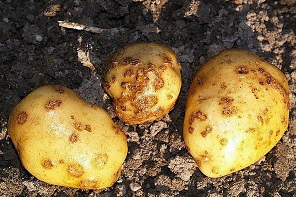 Признаки, лечение и профилактика рака картофеля