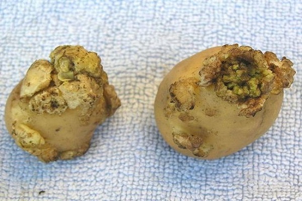 Признаки, лечение и профилактика рака картофеля