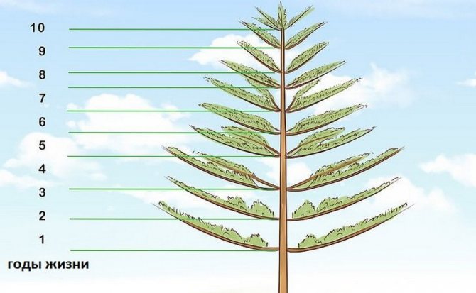 Продолжительность жизни деревьев, таблица и информация о некоторых видах
