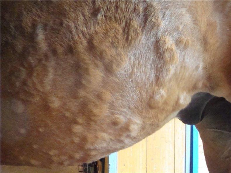 Пути передачи и симптомы болезни лошадей, инструкции по лечению