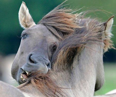 Пути передачи и симптомы болезни лошадей, инструкции по лечению