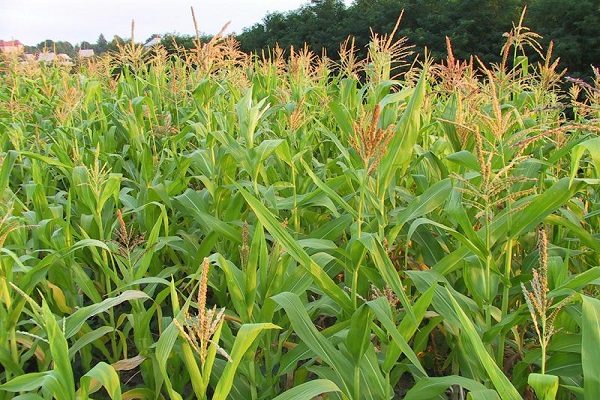 Районы, где лучше всего выращивают и возделывают кукурузу в России и мире