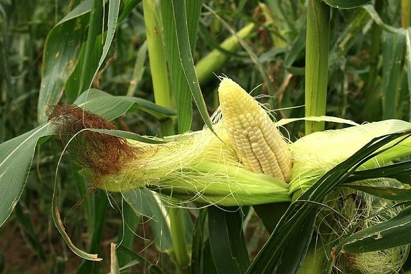 Районы, где лучше всего выращивают и возделывают кукурузу в России и мире