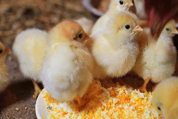 Рекомендации по лучшему кормлению суточных цыплят в домашних условиях