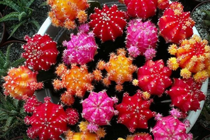 Родина кактуса: откуда взялись эти удивительные представители флоры?