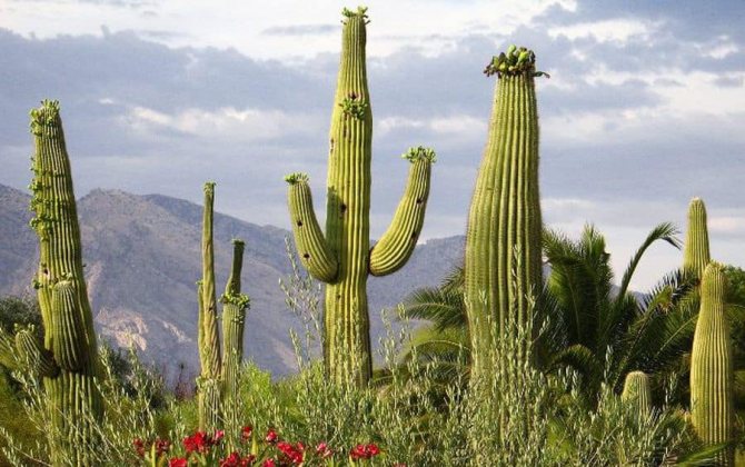 Родина кактуса: откуда взялись эти удивительные представители флоры?