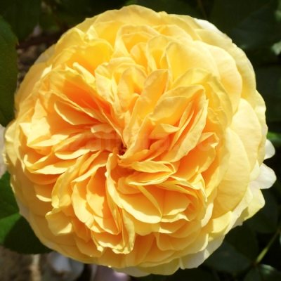 Роза Чиппендейл (Chippendale) – характеристика сортового куста