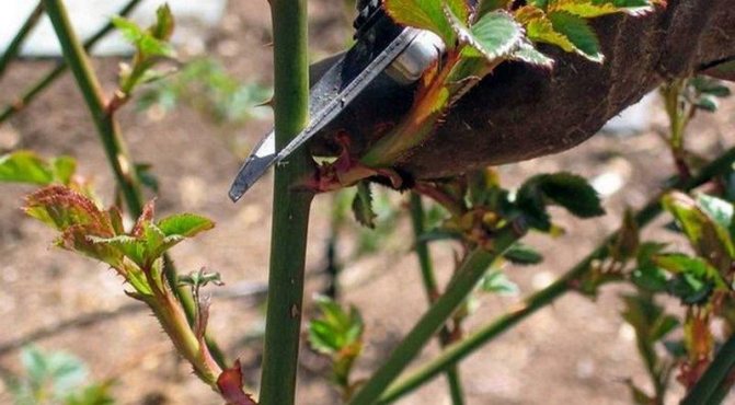 Роза Чиппендейл (Chippendale) – характеристика сортового куста