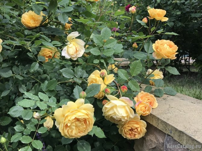 Роза Голден Селебрейшн — описание сорта