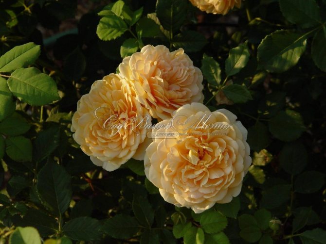 Роза Голден Селебрейшн — описание сорта