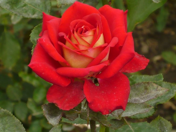 Роза Грандифлора: характеристики и 5 лучших сортов
