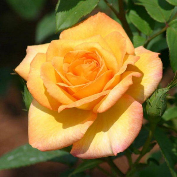 Роза Грандифлора: характеристики и 5 лучших сортов