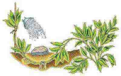 Сальвия дубовая: свойства, сорта, уход и размножение растения