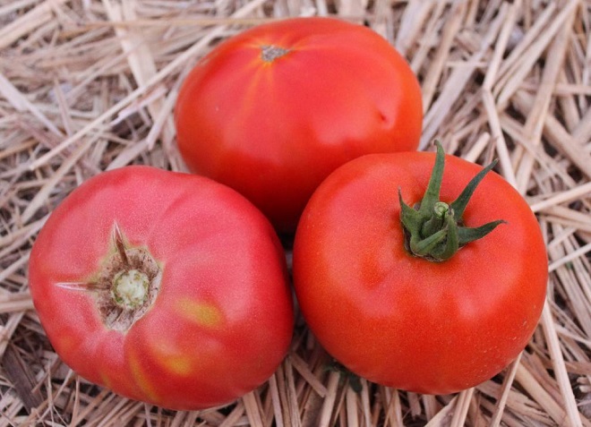 Лучшие и самые урожайные сорта томатов для открытого грунта и теплиц на Урале