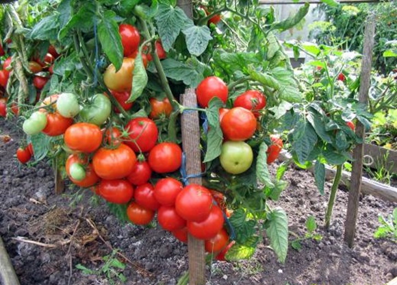 Лучшие и самые урожайные сорта томатов для открытого грунта и теплиц на Урале